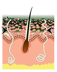 DÃ‰CAAR Algae Peel